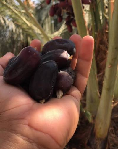 تصویر 4 از خرما مضافتی بسته بندی با ظاهر آراسته و چیدمان استاندارد